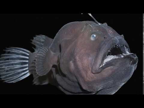 What an anglerfish sounds like