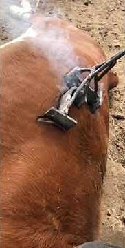 Mastering the Art of Livestock Branding: A Guide to 🔥🐄🐮🤠