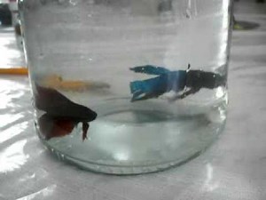 BETTA FISH FIGHT NO.1