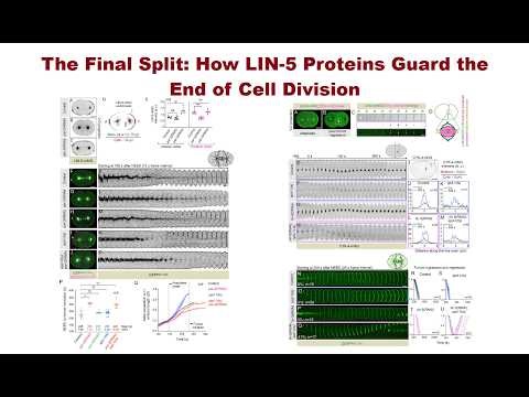 The Final Split: How LIN-5 Proteins Guard the End of Cell Division