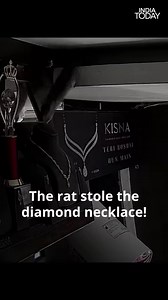1.3K views · 21 reactions | You must have often seen a rat stealing food or ruining things, but have you ever seen a rodent stealing diamond necklace? Well, it actually happened and the unusual heist was caught on camera. IPS officer Rajesh Hingankar shared the clip on Twitter. Take a look. #ViralVideo #Robbery #LittleThief #DiamondNecklace #Rat #FunnyVideo | India Today | Facebook