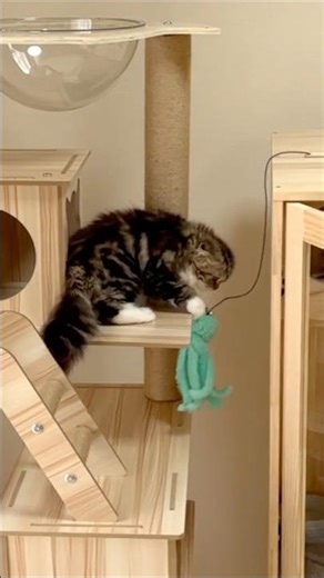 [Look-back] 🐈A kitten dragging an alien off the cathouse. Elle video No.L188