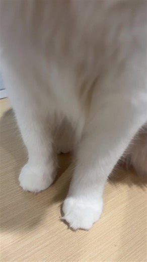 Una fiera cuando traigo hambre 🙄#catinfluencer#fypシ゚viral#kittensoftiktok#funnyvideos#2026