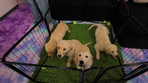 Ten puppies went missing at school - then the real thief shocked everyone