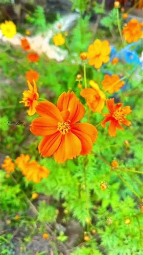 Orange Cosmos Bloom | Sunshine in Nature 🌼🧡