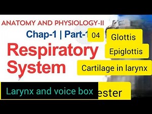 Larynx /Voice box /Glottis and epiglottis