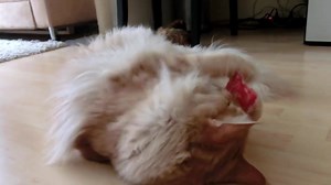 6.9K views · 54 reactions | Hier geht's Rund :D Die Kleine ist ganz...