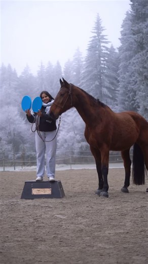 Sueno Pets on Instagram: "🎄✨ SUENO PETS ADVENTSKALENDER – TÜRCHEN 23 von 24 ✨🎄 Heute öffnen wir Türchen Nummer 23 – in Zusammenarbeit mit Kleine Tante 🤍 🎁 Zu gewinnen • Balance Pads von Kleine Tante • 2-in-1 Halsring von Sueno Pets 🔒 Produkt & Funktion geschützt 🐴 Erhältlich von Mini-Shetty bis Kaltblut 🎨 Farbe frei wählbar durch den/die Gewinner:in 2 Wippen Seminar von @kleinetante_de ⸻ ✅ Teilnahmebedingungen 1️⃣ Folge 👉 @sueno.pets 👉 @kleinetante_de 👉 @pferde.kram.official 2️⃣ Markie