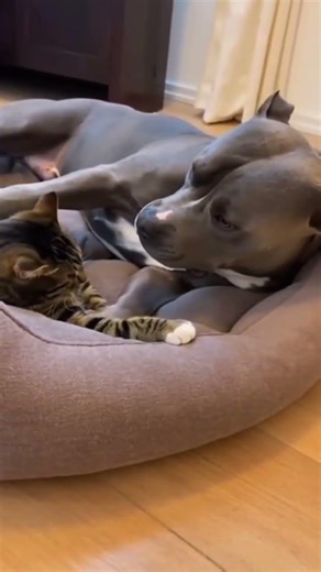 When Cat Takes Revenge