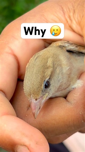 Saving Sparrows 🥲 #him4vlogballia #balliavlog #birds #sparrow #vlogaddiction