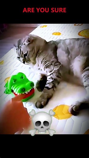 Everyone Laughed… Then the Sigma Cat Smiled 💀😼