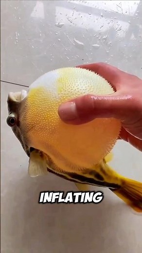 Can a Pufferfish Actually Explode?😳 #didyouknow