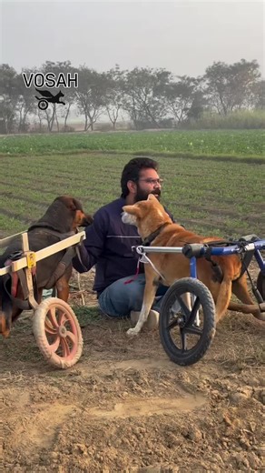 Supporting Paralyzed Dogs with Wheelchair Solutions