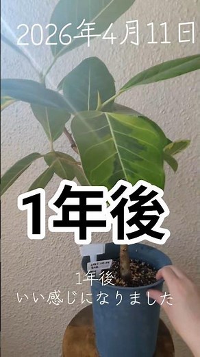 When pruning Ficus altissima #houseplantbeginner