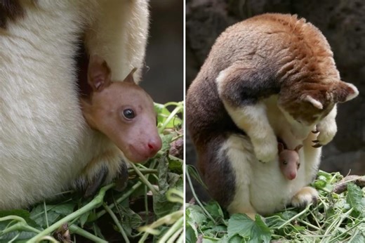 Adorable baby joey finally comes out of its mom’s pouch at the Bronx Zoo