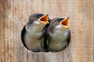 All About Swallows Nests