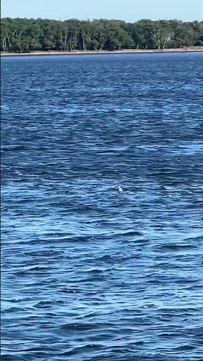 野生のゴマフアザラシ トドワラ 別海町観光
