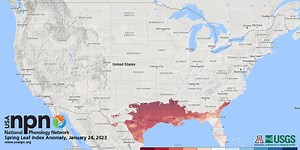 Track the progress of spring through leaf production