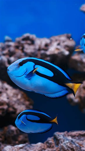 16K views · 612 reactions | Blue Tang Dory in Real Life | All About...