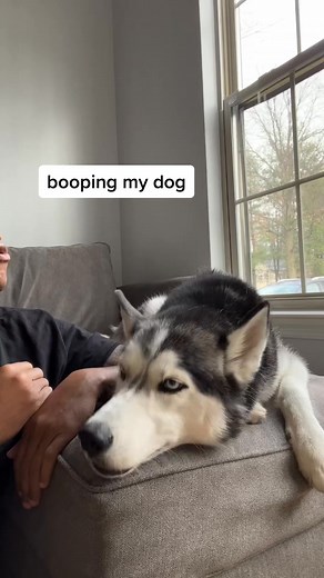 its the dramatic exit… #PetsOfTikTok #543 | The Husky Moon