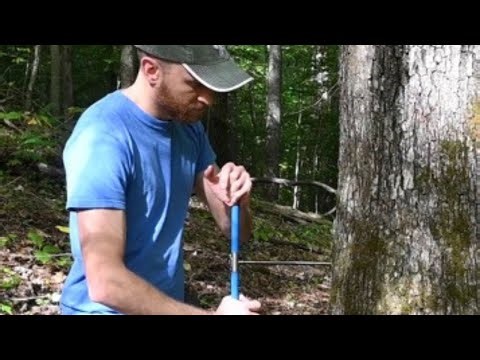 Collecting a tree core standard increment borer