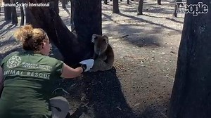 Humane Society International Conducts Search And Rescue Mission For Wildlife On Kangaroo Island, Australia