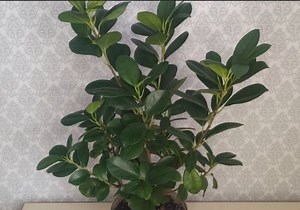 Ficus Moclame: The Care Tips You Need to Know | Ficusplant