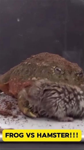 Frog vs Hamster!!! #shorts #animals