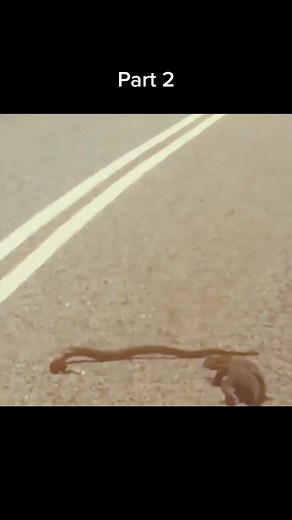 Mongoose hunting king cobra😱 #wildanimals #kingcobra #mongoose #animals