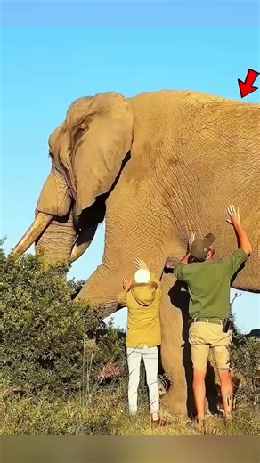 big elephant uncommon facts #banglafacts #Deepghotona #Facts