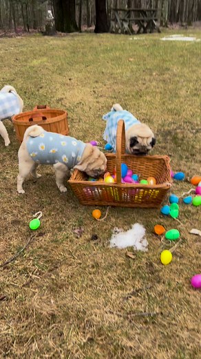 22K views · 1.7K reactions | Who knew Missy was SO into Easter eggs...WOOF!!勺冀李 #EasterEggs #EasterBasket #Pugdashians | Pugdashians | Facebook