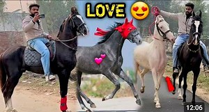 😨Badal Bajirao Or Raftar Ko Long Ride Ki Tyari Mai Raste Mai Blue Filly Ko Raftar Pasand Aa Gya💕😍 | Abhinav horse vlogs