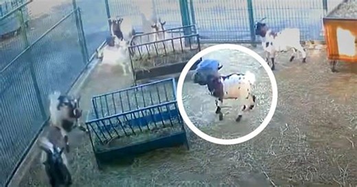 Goat comically spooks entire herd after getting head stuck in plastic bag