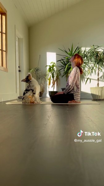 14 Weeks: My Australian Shepherd Puppy's Growth Journey