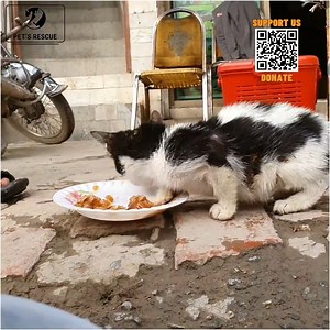Extreme Hunger Cat Crying For Food But He Is Rejected Because He is a Cat | Hope For Pets