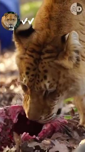 The biggest Cat: Can Ligers Survive in the Wild?
