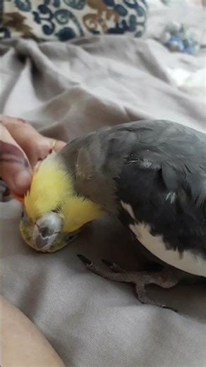 mom's lover muthu🥰 #birds #talkingparot #cockatiel #birdsong #parrot #youtubeshorts #viral #reels