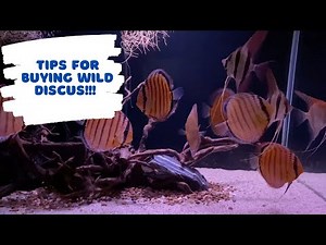 Tips for buying Wild Discus!