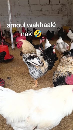 poulet local family Fall sas