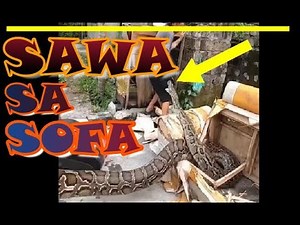 Sawa Sa Sofa | Python In A Couch | Under The Sun