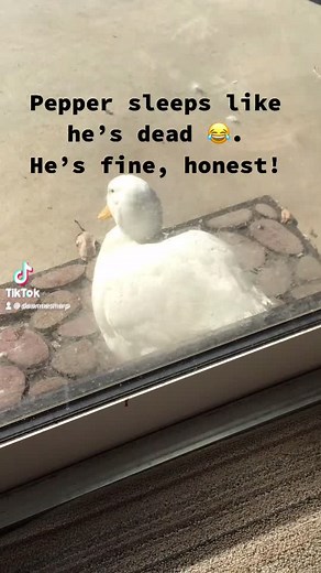 Adorable Derpy Duck Compilation