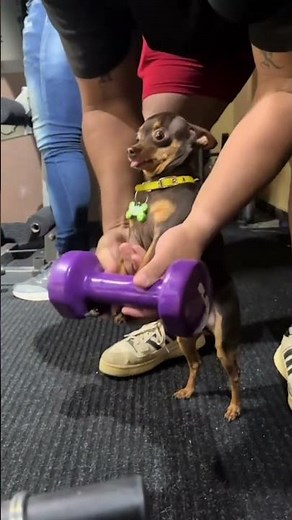 cálmate hortensio #humor #cachorrosdivertidos #capibara #huacas