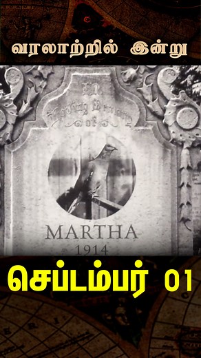 The Last Flight | Passenger Pigeon Extinction – September 1 On September 1, 1914, the world’s skies grew quieter forever. Martha, the last known Passenger Pigeon, died in captivity at the Cincinnati Zoo. Once numbering in billions, these birds darkened the skies of North America with their massive flocks. But overhunting and habitat loss drove them to extinction within decades. Martha’s death became a chilling reminder of how human actions can erase an entire species. Today, the passenger pigeon