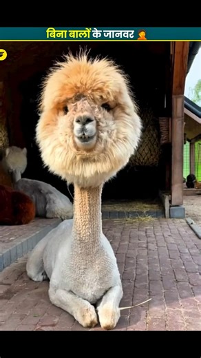 What do animals look like without hair?