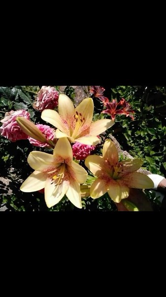 i love summer sm!! ☀️🌺🌼🌻🍓🍉 #summer #summertime #paradise #flowers #sea #nature #sun #fyp #foryou @TikTok