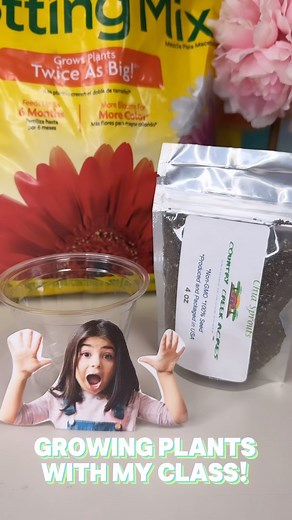 Spring is here and it was time to grow plants with my class! They are LOVING this project! 🪴🩷 Kindergarten teacher activities resources ideas inspo elementary school classroom #teacher #teachersofinstagram #teachersofig #iteachk #iteachtoo #iteach #classroomsetup #classroomideas #classroompinspirations #teacherinspiration #teacherideas #watchmeteach | Kindergartenkitties Connected Page