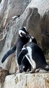 14K views · 550 reactions | Preening is an essential behavior for penguins—it helps them distribute natural waterproofing oils, align their feathers, and stay clean. African penguins are also highly social, and they often preen each other to strengthen their bonds. Just like bonded pair Alex and Safara, who are keeping each other looking their best! | Cheyenne Mountain Zoo | Facebook