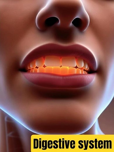 Realistic Human Anatomy Visualization Digestive system #shorts #3danimation