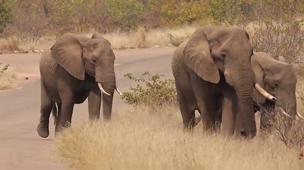 Watch an old Elephant warrior and his body guards on the move in Kruger National Park, South Africa. #amazing #wildlife #safari #nature #animals | Wildest Kruger Sightings