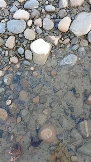 1.1K views · 13 reactions | Dug this #lakehuron #puddingstone out of the muck! #michigan #lakehuron #puddingstones #fyp #outdoors #adventure | Gabrielle Pierson | Facebook